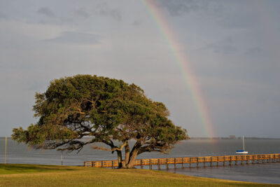 Big Tree Rainbow